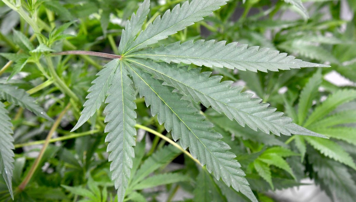 Des enfants détenus dans des plantations de marijuana : une enquête ouvre la voie à un lourd échec des autorités
